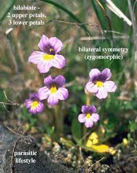 Image result for Scrophulariaceae