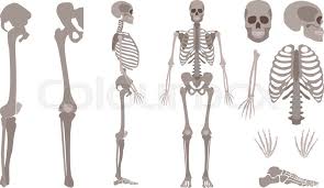 Bones and muscles anatomy 12 photos of the bones and muscles anatomy bones and muscles games, bones and muscles online games, bones and muscles ppt, bones and muscles used in a tennis serve, bones and muscles used in volleyball, bone, bones and muscles games, bones and muscles online games, bones and muscles ppt. Vector Human Skeleton Parts Set Human Stock Vector Colourbox