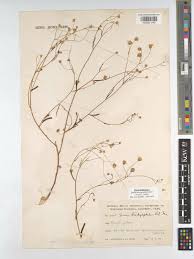 Image result for Emilia brachycephala