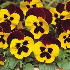 Producing Vibrant Yellow Flowers With A Deep Red Wing And Centre Blotch Pansy Matrix Red Wing Is A Great Source O Pansies Winter Pansies Winter Flowers Garden