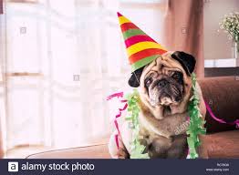 Die geburtstag gif bilder lassen definitiv niemanden gleichgültig. Karneval Oder Geburtstag Jubilaum Fur Besondere Lustige Alte Hund Mops Mit Party Hat Und Traurig Ernst Lustig Ausdruck Indoor Event Aktivitat Fur Stockfotografie Alamy