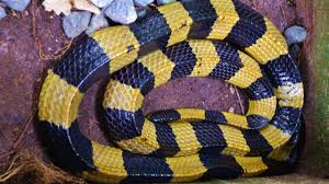 If the snake has more golden color, the dream points to your relationship with spiritual matters. Black And Yellow Snake Texas What Snake Did You Just See