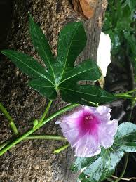 Image result for Ipomoea involucrata
