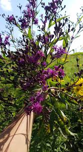 Image result for Vernonia jelfiae