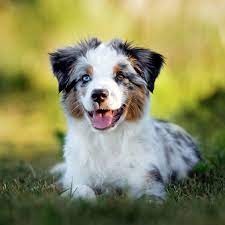 Maybe you would like to learn more about one of these? Puppy Breeds For Sale Animal Kingdom Puppies N Love