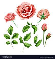 Realistic Rose Flower Leaves Stem Set Vector Image On Vectorstock Roses Drawing Realistic Rose Rose Flower