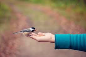 Do Birds Make Good Pets Pethelpful