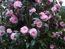 Camellia Shrubs And Trees For Sale Online With Uk Delivery Camellia Plant Flowering Bonsai Tree Camellia Tree