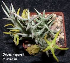 Image result for Orbea rogersii
