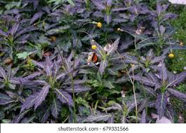 Image result for Gynura pseudochina