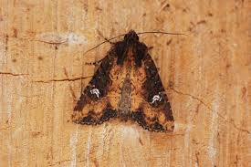 Image result for Heteromorpha sp. agg.