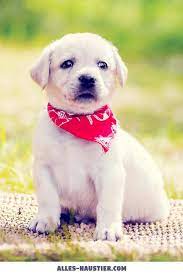 We did not find results for: Diese 21 Total Susse Hunde Sind Einfach Zum Verlieben Alles Haustier