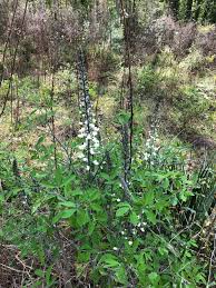 White Wild Indigo, Baptisia alba