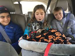 You can help us make an even greater impact by donating items to your local shelter or rescue through their wish list or opening up your heart and home by adopting. Arkansans Assisting Homeless Animals