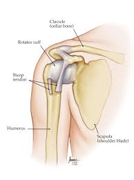The deltoid, supraspinatus, infraspinatus, teres minor, teres major, and subscapularis arise from the scapula and are inserted into the humerus. Dislocated Shoulder Symptoms Causes Treatments