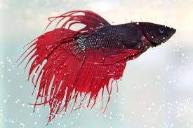 Providing A Proper Home For Your Betta Fish (Made Cheap & Easy)