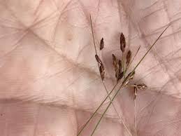 Image result for Bulbostylis sp.no.4