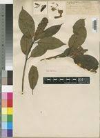 Image result for Acanthus mayaccanus