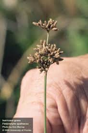 Image result for Fimbristylis aphylla