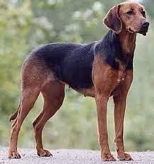 sabujo servio caes racas caes basset