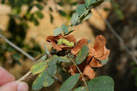 Image result for Ormocarpum