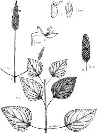 Image result for Coleus betonicifolius