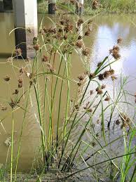 Image result for Cyperus exaltatus