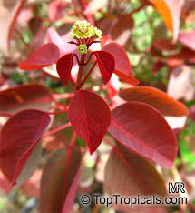 Image result for Euphorbia cotinifolia