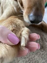 Mobile grooming is a great option for pets who have. All About Dogs Grooming Salon Daycare 20 Photos 12 Reviews Pet Groomers 13776 Millard Ave Omaha Ne United States Phone Number