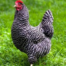 Maybe you would like to learn more about one of these? 8 Jenis Ayam Petelur Paling Berkualitas Favorit Bagi Peternak Kapanlagi Com