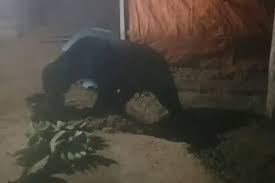The fauna of indonesia is characterised by high levels of biodiversity and endemicity due to its distribution over a vast tropical archipelago. Animals Gone Wild Sun Bear In West Sumatra Indonesia Raid Houses Halaman All Kompas Com