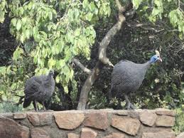 In most species, the tails of the males are larger and longer than the female, the differences ranging from slight to extreme. Male And Female Guinea Fowl Picture Of Mabalingwe Nature Reserve Bela Bela Tripadvisor