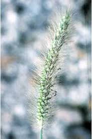 Image result for Setaria parviflora