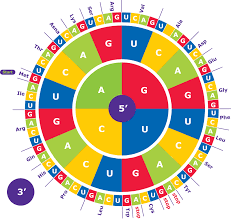 Calculate the percent of amino acids that are identical between mouse and chicken: Amino Acid Codon Wheel