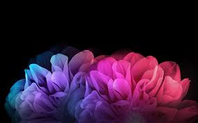 Find and download black flower desktop background on hipwallpaper. Colorful Flowers Dark Background Wallpapers Flower Black Background Hd 1920x1200 Wallpaper Teahub Io