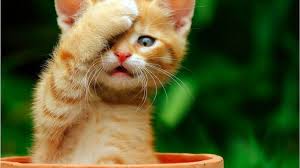 Orange Tiger 1 Animals Cute Animals Animals Beautiful