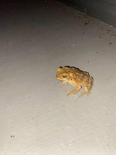 Cane toads in the Byron Hinterland backyard?