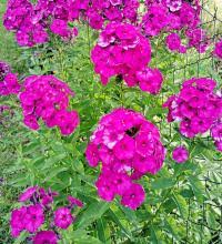 Image result for foto moud Forsterův