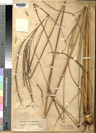 Image result for Urelytrum agropyroides