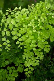 Image result for Adiantum patens