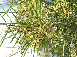 Image result for Acacia montigena