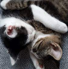 23 Pawsitively Purrfect Fluffy Feline Friends Cozily Cuddling On Caturday -  I Can Has Cheezburger?