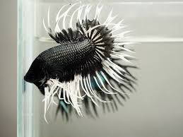 Alibaba.com offers 819 crowntail betta fish products. Black Crowntail Betta Fish Ct Betta Betta Fish Betta Fish Types