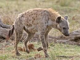 Spotted Hyena Side View Kruger National Park Hyena Kruger National Park Animal Study