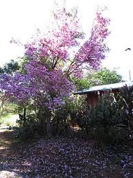 Image result for Tabebuia heterophylla