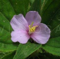 Image result for Melastomastrum