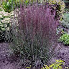 Image result for Schizachyrium jeffreysii