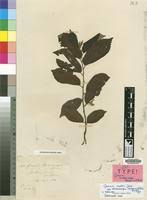 Image result for Grewia trichocarpa