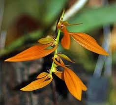 Image result for Bulbophyllum encephalodes