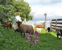 We educate the public about the mistreatment of animals, advocate for their protection. Carol Rollman A Farming Heritage At Sycamore Spring Appalachian Voices